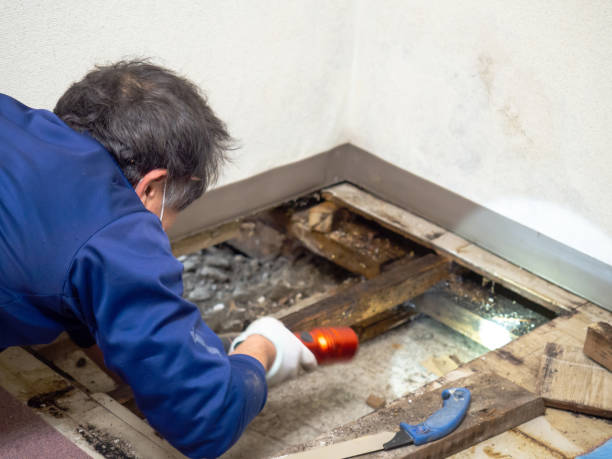 Ruston, LA Mold Remediation Company