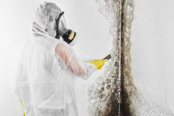 Best Kitchen Mold Remediation in Ruston, LA