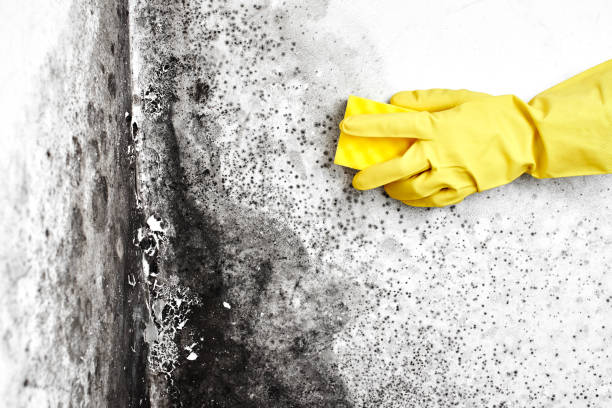 Best Post-Flood Mold Remediation in Ruston, LA
