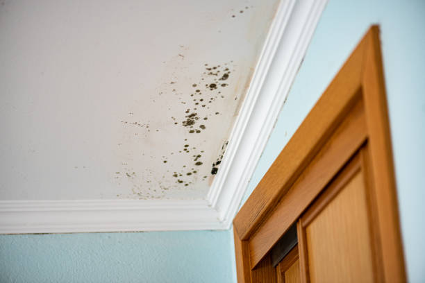 Best Residential Mold Remediation in Ruston, LA