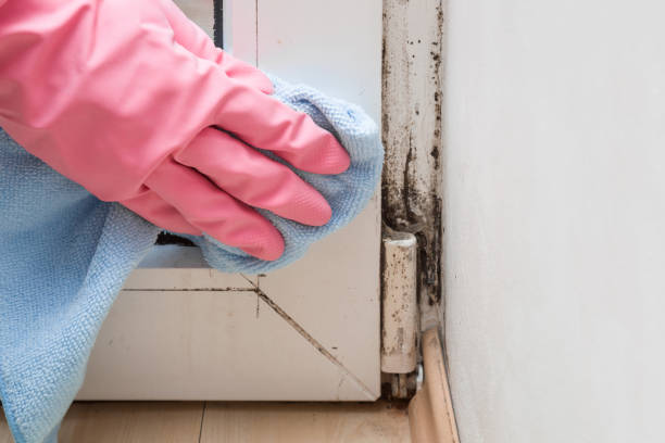 Best Bathroom Mold Remediation in Ruston, LA