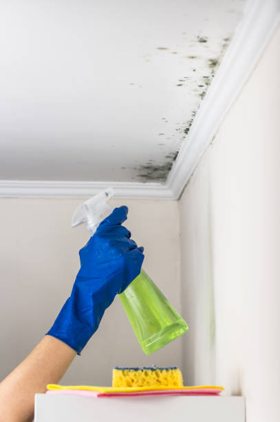 Best Black Mold Remediation in Ruston, LA